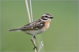 <p>BRAMBORNÍČEK HNĚDÝ (Saxicola rubetra) ----- /Whinchat – Braunkehlchen/</p>